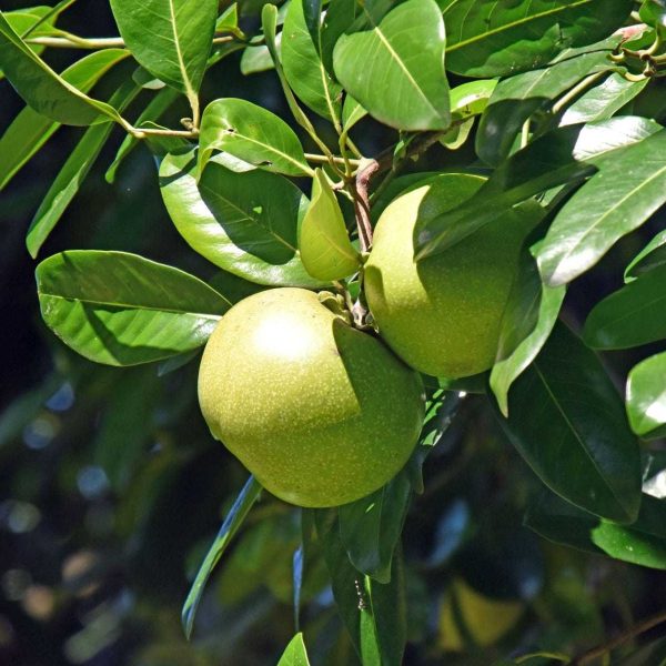 3331 Mirani-Mount Road, Mount Ossa, QLD 4741 AUS