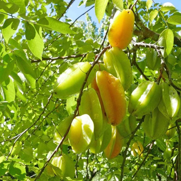 3331 Mirani-Mount Road, Mount Ossa, QLD 4741 AUS